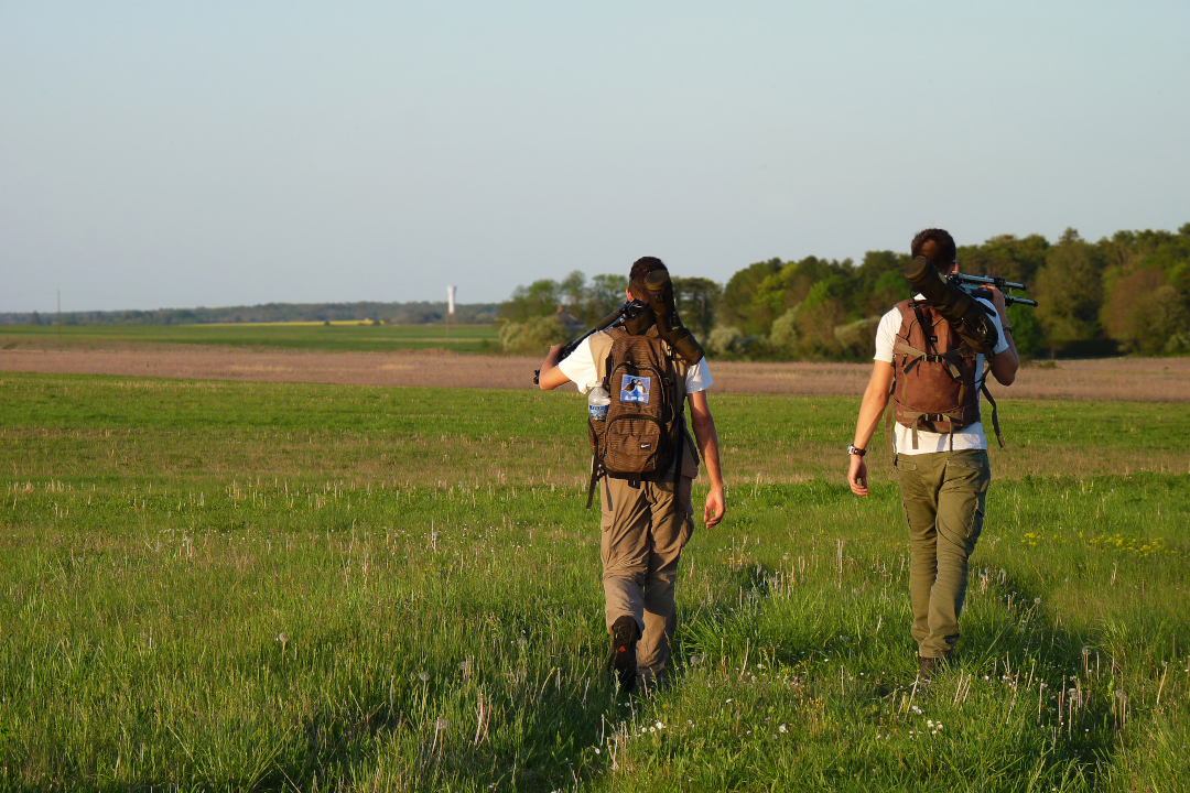 Suivi des outardes